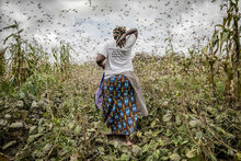 Ravenous locust swarms threaten the entire East Africa subregion. ©FAO/SvenTorfinn