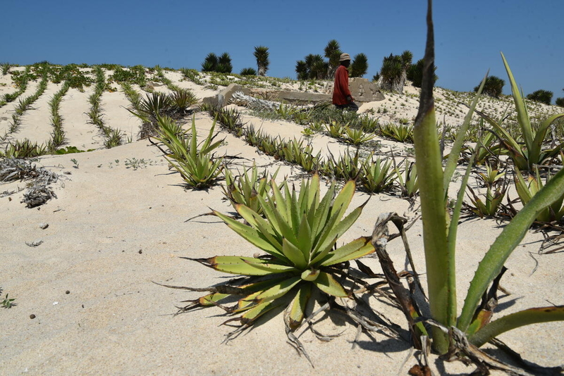 Dune-fixing in Madagascar: A line in the sand for extreme weather - Vimarsana News