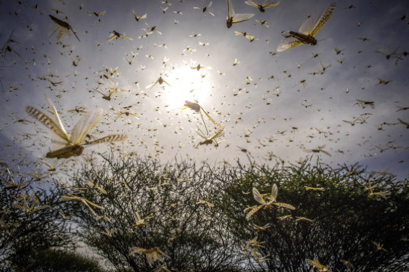 Photo: FAO/ Sven Torfinn, Samburu County, Ololokwe, Kenya - A locust swarm takes to the sky in a recent upsurge in northeastern Kenya.