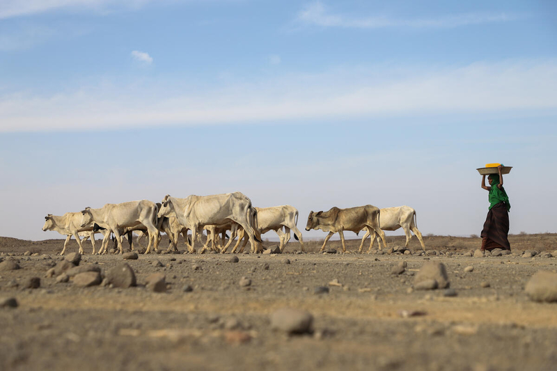 WFP/Michael Tewelde, Drought affected livestocks walking to a river side in Adadle district, Biyolow Kebele in Somali region of Ethiopia. 