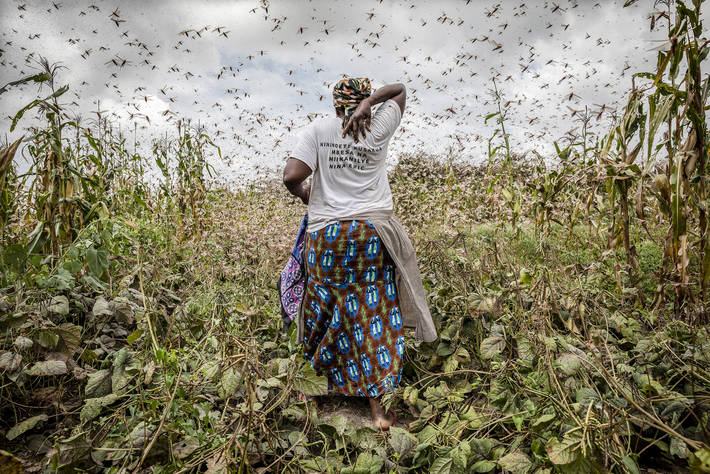 Ravenous locust swarms threaten the entire East Africa subregion. ©FAO/SvenTorfinn