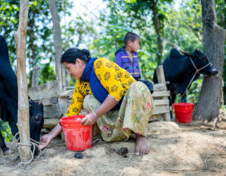 Taimy Chakma is feeding her cows. Photo: WFP/Sayed Asif Mahmud