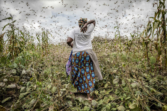 Locusts in East Africa: A race against time