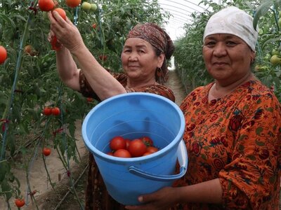 Kyrgyz Republic Two smiling women wearing headscarves pick fruit. WFP