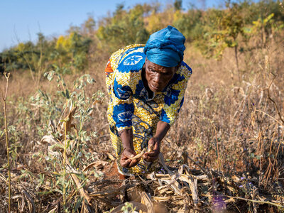 A woman in a blue headscarf and blue and yellow dress, bending over in a field and inspecting wilted crops.