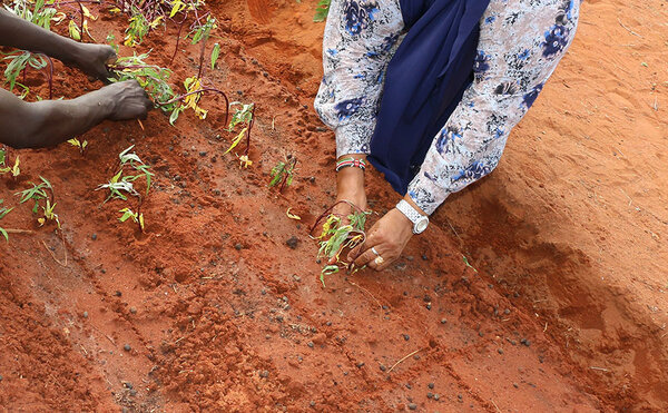 Habiba plants crops on her farm