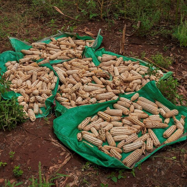 WFP trains farmers to reduce post-harvest losses by  using affordable technologies such as tarpaulins for harvesting and drying crops and airtight silos for storing harvested crops. Photo: WFP/Alessandro Abbonizio