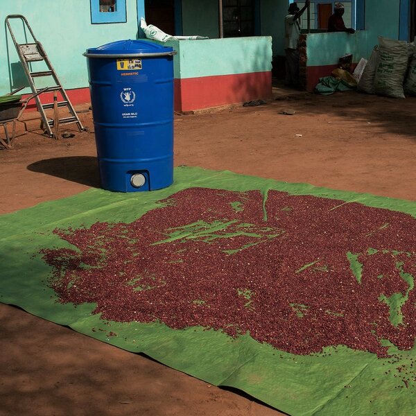 WFP trains farmers to reduce post-harvest losses by  using affordable technologies such as tarpaulins for harvesting and drying crops and airtight silos for storing harvested crops. Photo: WFP/Alessandro Abbonizio