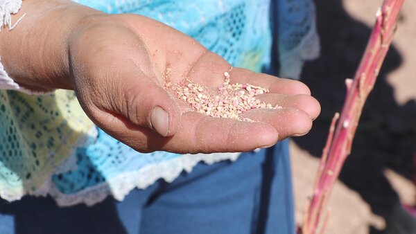 quinoa grains in woman's hand