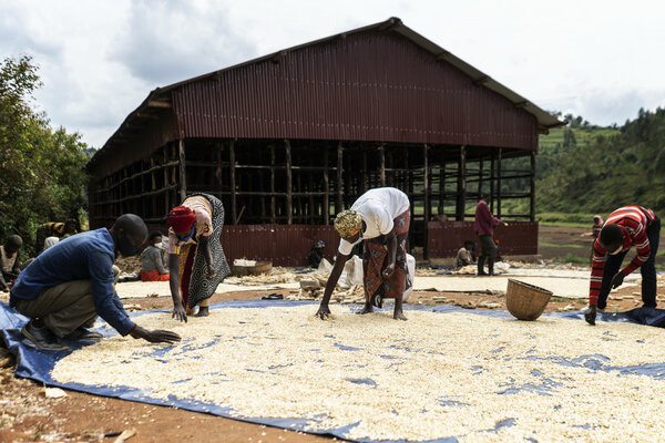 People drying maize