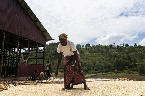 Woman drying maize