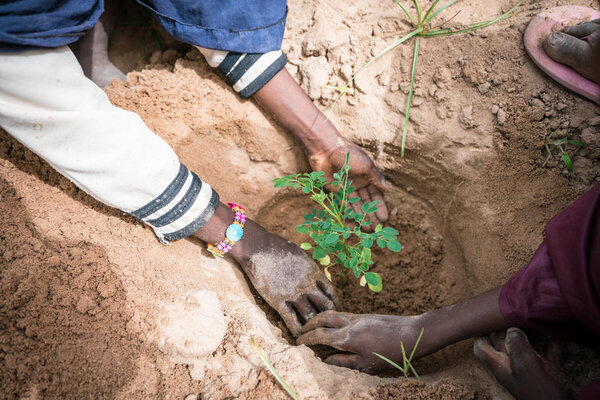 Planting in school garden in Niger