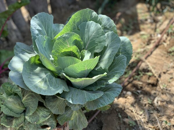 Maria Mayanga grows fresh food in her plot.