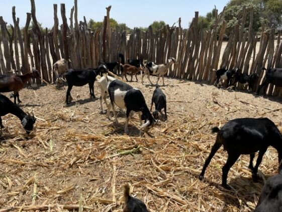 Maria and her husband are raising goats and other farm animals.