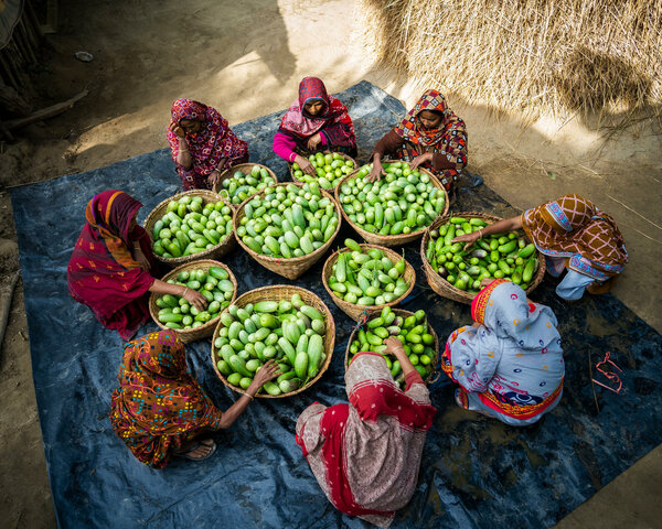 Women are picking eggplant in a field seen from above, and inspecting them in baskets
