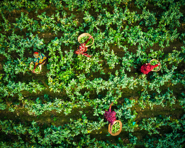 Women are seen in a field from above, picking and collecting eggplants