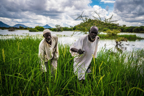 Two farmers work at a rice field that uses the water of a dam built with WFP support in Chad. Photo/Evelyn Fey