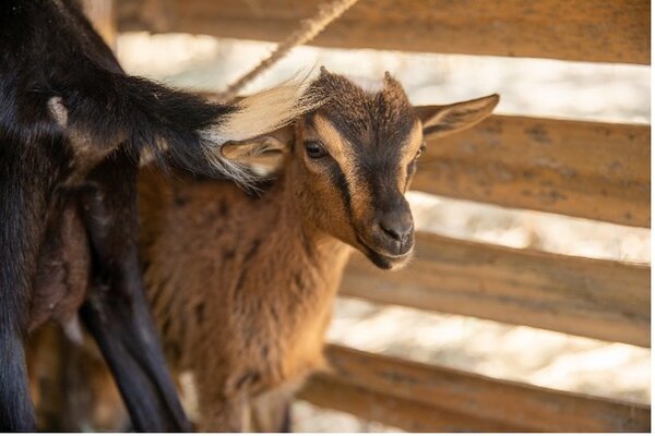 Once the next generation of goats is fully grown, they are gifted to other community members in an official ceremony. 
