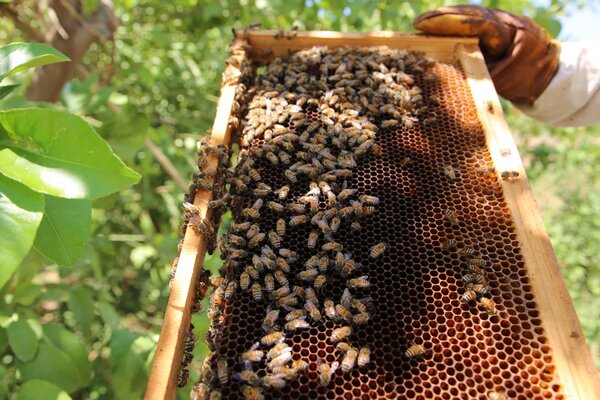 There will be honey': supporting Ukrainian beekeepers in a time of