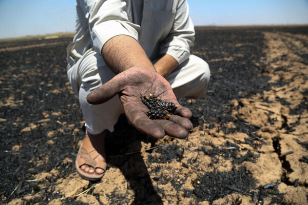 A small holder farmer named Mohamed Agoub shows WFP his recently damaged croplands and burnt wheat spikes in rural Qamishli city, Al-Hasakah Governorate, Syria.  Photo: WFP/Marwa Awad