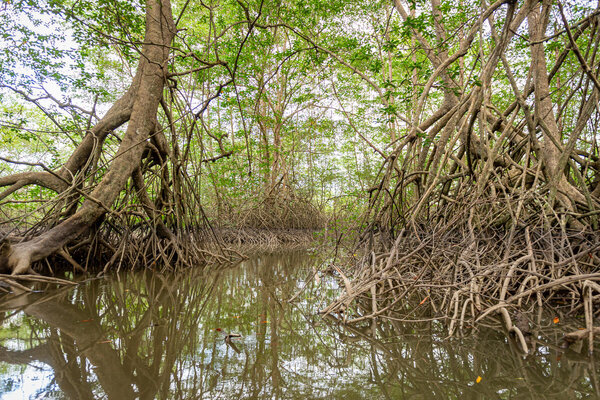 Mangrove trees dip their roots in water in Ecuador