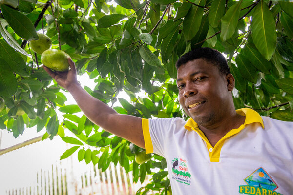 Afro-descendant man shows fruit hanging from tree