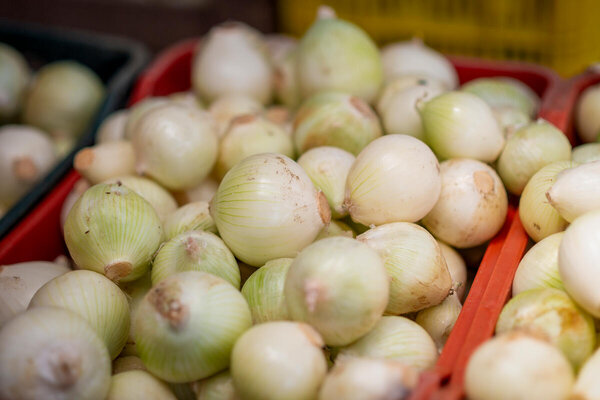Fresh white onions ready to be bundled into packages by Heydi and her husband Alvaro at their home in the Chimaltenango Department, Guatemala.