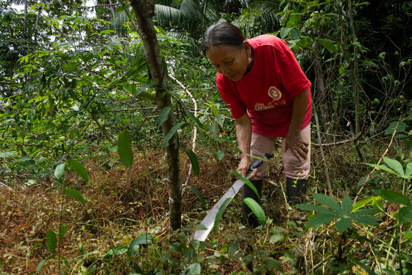 Indigenous woman in a red T-shirt cuts yucca plants with a machete in the Colombian Amazon
