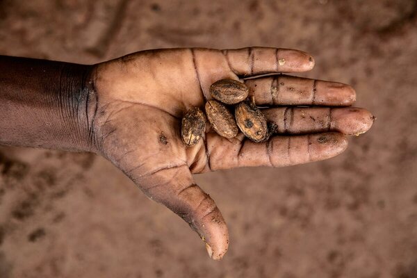 A closeup of the palm of a hand holding wild fruit which look like nuts. Photo: WFP/Gabriela Vivacqua
