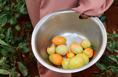 Fardosa Bagoi picks tomatoes from Habiba's farm