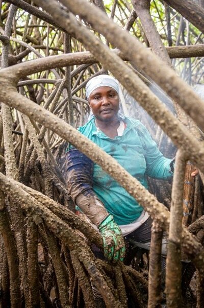 Rosa stands in the midst of the mangroves' roots