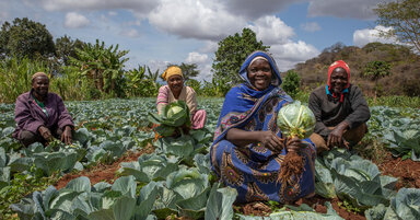 Participants of WFP’s Food for Asset (FFA) programme harvesting from their garden in Dodoma region.
