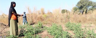 field in Gambia
