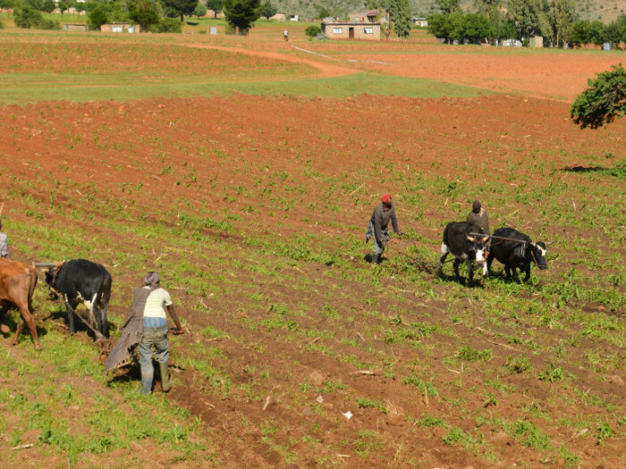 Farmers ploughing their field