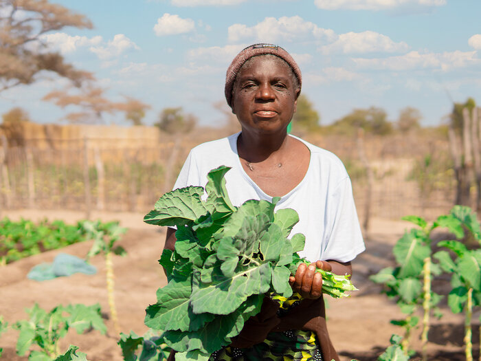 A smallholder farmer supported by WFP with climate resilient seeds and equipment harvesting cabbage