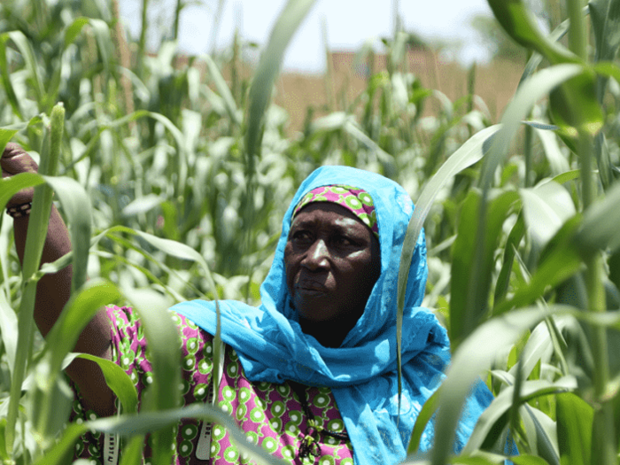 woman in corn field