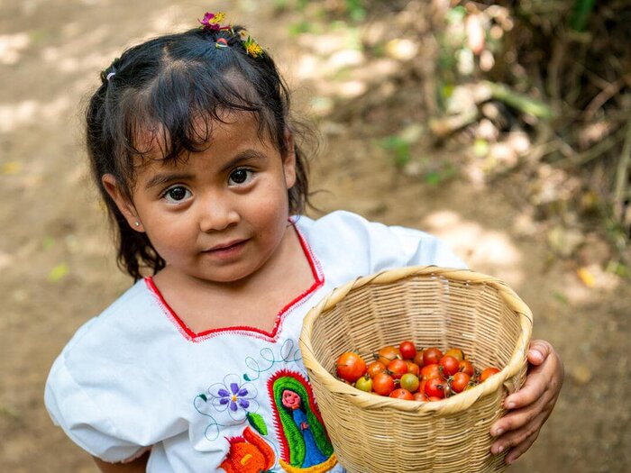 Daisy holding a basket with fresh biologic just harvested tomatoes from WFP-supported farm in the community of Plan de Jocote, Chiquimula department.