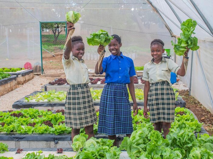 Students at Bulungu Primary School harvesting lettuce grown in hydroponics garden for their school meals.