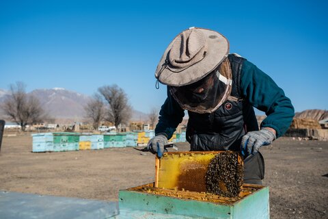 Kyrgyzstan: To bee or not to bee