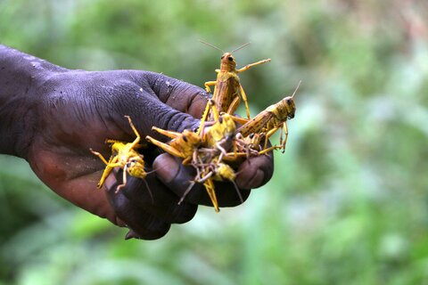 ‘The locusts are a moving target and we are racing against time'