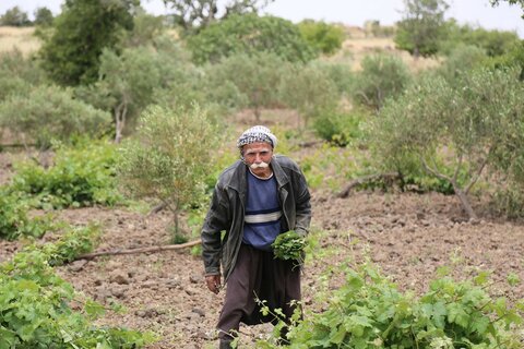 Farming at the age of 70 was not part of Shareef’s retirement plan