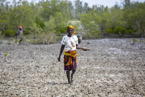 World Environment Day: Mangroves, extreme weather and Mozambique