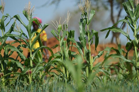 Central Sahel: How peace can sprout from rehabilitated soil