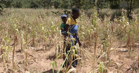 How drought is killing Zimbabwe