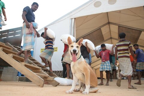 ‘World Puppy Day’: Meet Foxtrot, the wonderdog on a mission