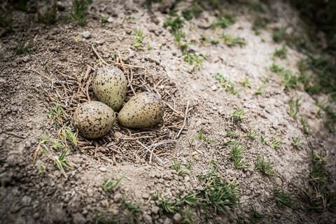 Ants, bird eggs and fox calls: Ancestral knowledge helps communities predict the weather and prepare for disasters