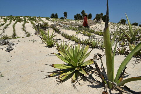 Dune-fixing in Madagascar: A line in the sand for extreme weather