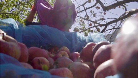 Banking on apples: How women in rural Nepal are tackling climate challenges