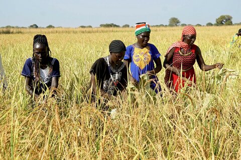 Rice to the rescue: A WFP project changes lives and diets in flood-hit South Sudan