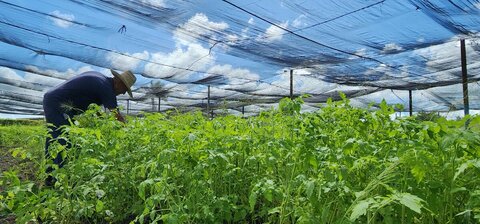 Cuba: rethinking farming to face the climate crisis 